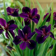 Water iris black for sale  LOUTH