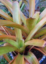 Bromeliad aechmea blanchetiana for sale  Miami