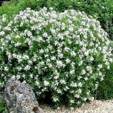 Daphne plant evergreen for sale  UK