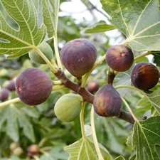 Ficus carica osborn d'occasion  Pouzauges