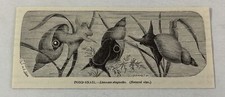 1885 book engraving for sale  Wilmington