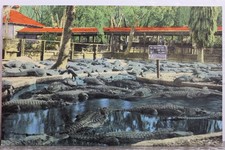 Florida alligator farm for sale  Wilmington