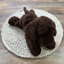 Aurora chocolate lab for sale  Warwick