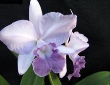 Cattleya featherrae misty for sale  San Francisco