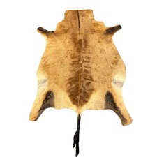 African red hartebeest for sale  Champlain