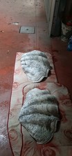 Tridacna gigas usato  Travedona Monate