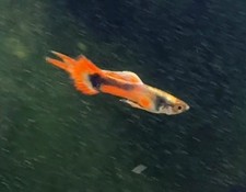 Japan blue red for sale  Pensacola