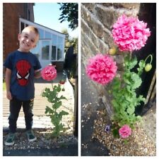Papaver poppy seeds for sale  WEYMOUTH