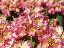 Rhododendron hybride feuer gebraucht kaufen  Zetel