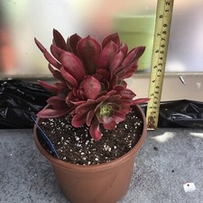 Aeonium honghiu for sale  UK