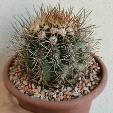 Copiapoa cinerascens vaso usato  Modena