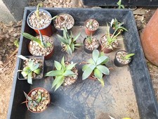 Set agave d'occasion  Pau