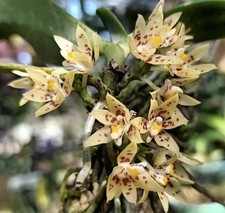 Tuberolabium sarcochiloides bl for sale  Indianapolis