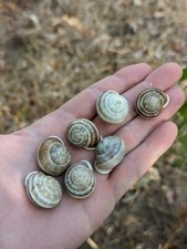 land snail for sale land snail for sale Dallas