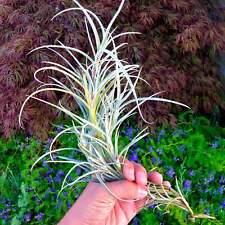 Crocata giant form for sale  Vacaville