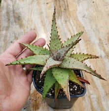 aloe vera 10 5 pot for sale aloe vera 10 5 pot for sale Gainesville