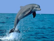 Dolphin 8x10 glossy for sale  Eau Claire