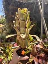 Bromeliad quesnelia alvimii for sale  USA