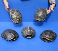 Lot red eared for sale  Saint Augustine