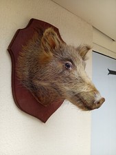 Taxidermie tête sanglier d'occasion  Istres