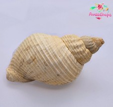 Buccinum undatum whelk for sale  LONDON