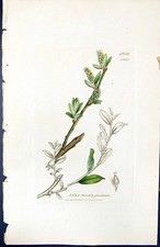 Estampa antiga Salix Fusca Prostrata British Plants Botany 1847 Sowerby Smith 19º comprar usado  Enviando para Brazil