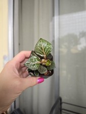 Euphorbia francoisii hybrid for sale  Houston
