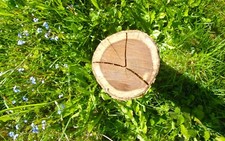 Goldregen holz schmuckholz gebraucht kaufen  Deutschland