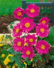 Anemone japonica pamina gebraucht kaufen  Westerstede