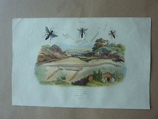 Engraving 19th century d'occasion  Expédié en Belgium