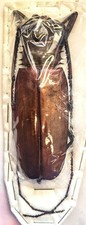 Callipogon armillatus 108mm for sale  Everett
