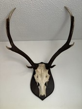 deer antler mounting plaque for sale deer antler mounting plaque for sale TADLEY