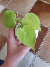 micans philodendron gebraucht kaufen micans philodendron gebraucht kaufen Telgte