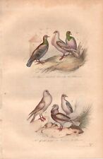 Stampa antica uccelli usato  Lecco