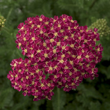 Achillea millefolium desert for sale  UK