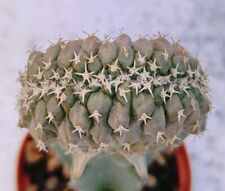 Turbinicarpus lophophoroides c usato  Lecce