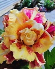 Graines rares adenium d'occasion  Suresnes