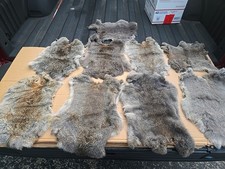 Pcs real rabbit for sale  Lake Zurich