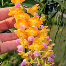Rare vanda houlettiana for sale  Orlando