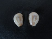 Elk teeth ivory for sale  Loveland