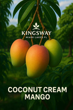 5 cortes Mango Scion madeira botão para enxertia creme de coco envolto em fita de amigo comprar usado  Enviando para Brazil