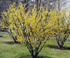 Witch hazel shrub for sale  Mcminnville