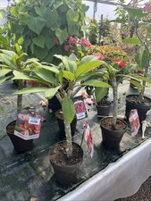 plumeria for sale  HELSTON