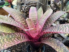 Vriesea david shiigi for sale  Hilo