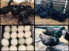 Duck eggs laid for sale  DONCASTER