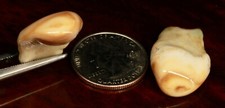 Elk teeth ivories for sale  Boise