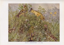 Greenfinch 1948 beautiful for sale  COLEFORD