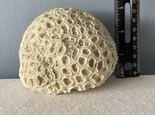 Vintage brain coral for sale  Camden Wyoming