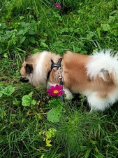 Hunter hunde echt gebraucht kaufen  Oldenburg (Oldenburg)