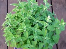 Catnip seeds organic for sale  Columbus